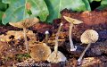 Simocybe centunculus-amf1771